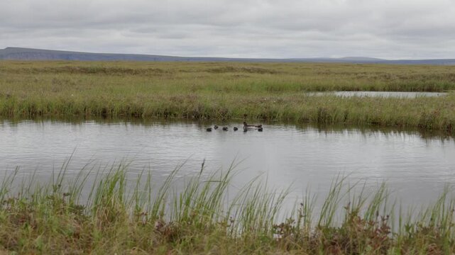 A female Long-tailed Duck with chicks. Russia, Yakutia