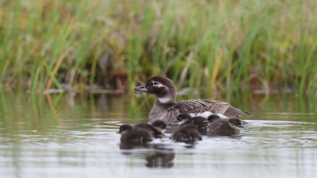 A female Long-tailed Duck with chicks. Russia, Yakutia