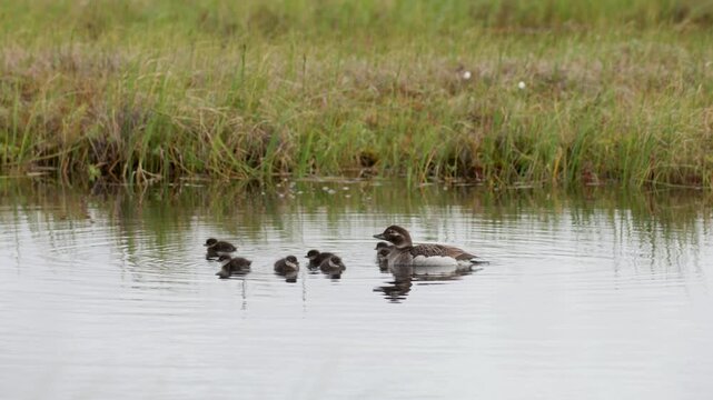 A female Long-tailed Duck with chicks. Russia, Yakutia