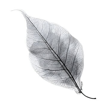Delicate skeleton leaf with intricate veining isolated on a white background