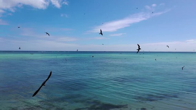 Noddies flying around on Cocos island