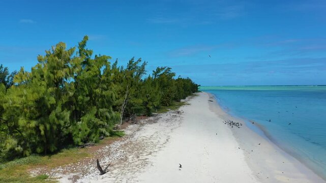 Noddies flying around on Cocos island