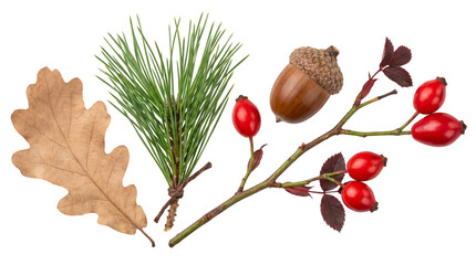 Collection of Autumn Forest Elements Including Oak Leaf Pine Branch Acorn and Rose Hips © TARIKUL