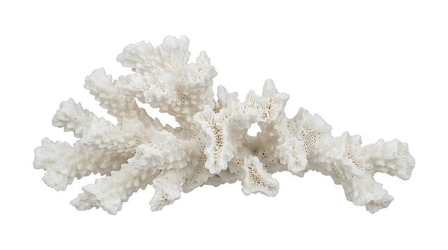 Natural White Branching Sea Coral Skeleton Isolated on Transparent Background, Marine Underwater Reef Decorative Element for Environmental Science and Coastal Nature Projects