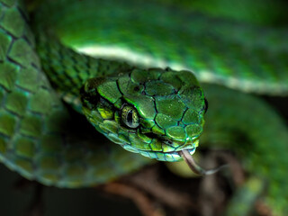 Fototapeta premium Large-scaled pit viper (Craspedocephalus macrolepis) is a venomous snake native to southern Western Ghats in South India. 