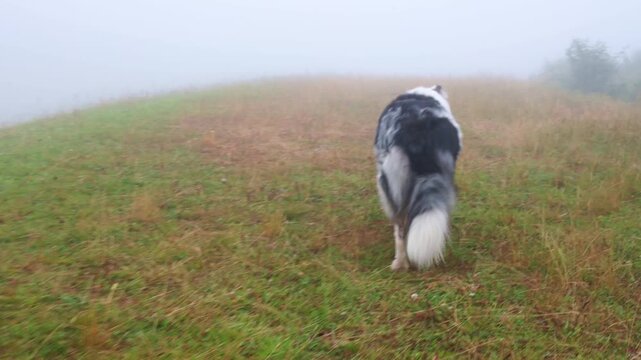 Blue merle border collie walking on a grassy hill, disappearing into the thick morning fog. Atmospheric and mysterious outdoor scene