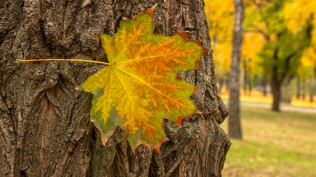 Macro shot of a bright yellow maple leaf adhering to the textured bark of a large tree trunk with a blurred autumn park alley background