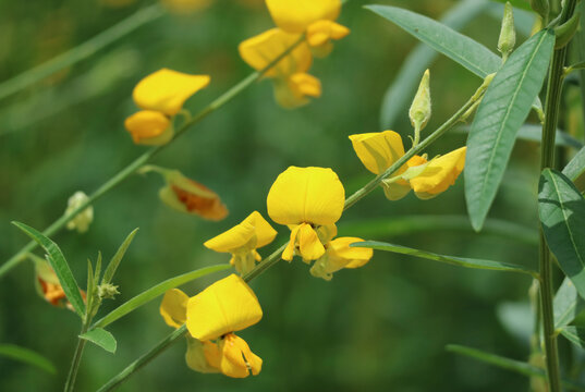 Close-up of Eye-catching Crotalaria Juncea or Sunn Hemp Blooming in the Garden