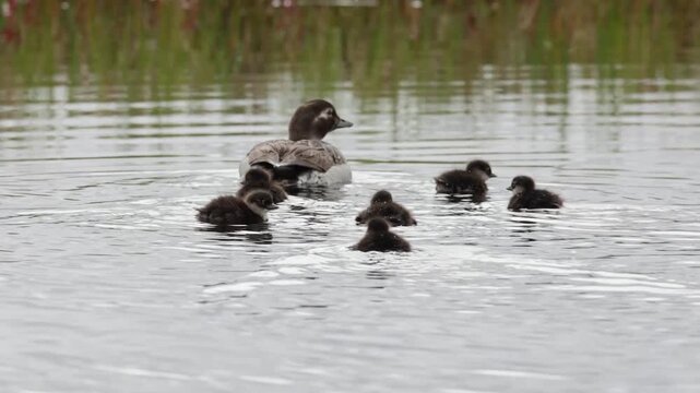 A female Long-tailed Duck with chicks. Russia, Yakutia