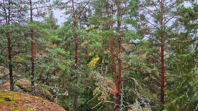 Beautiful view of rainy rocky Baltic Sea coast with lichen-covered pine and birch trees. Sweden.