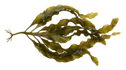 Detailed green seaweed branch on a transparent background © YULIIA