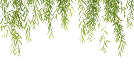 Green willow branches on a transparent background with fresh foliage detail © YULIIA