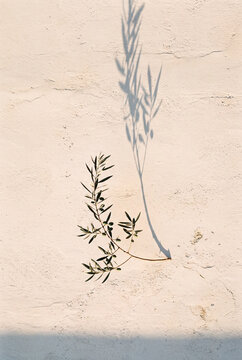 Olive tree with beautiful shadow on the wall on sunny day