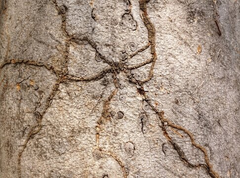 Closeup texture of tree bark. Pattern of natural brown tree bark background. Rough surface of trunk. Dirt skin of old maple wood trunk