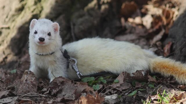 Male domestic ferret on a harness exploring a winter park without snow