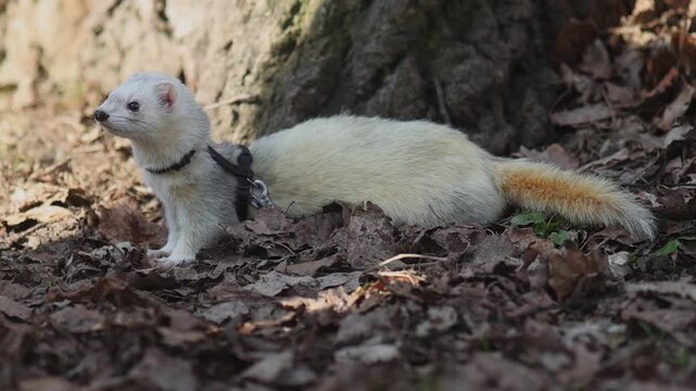 Male domestic ferret on a harness exploring a winter park without snow