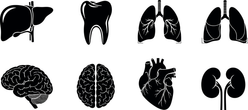 Human internal organs silhouette icon set for medical healthcare biology education infographic design layouts and anatomical presentations