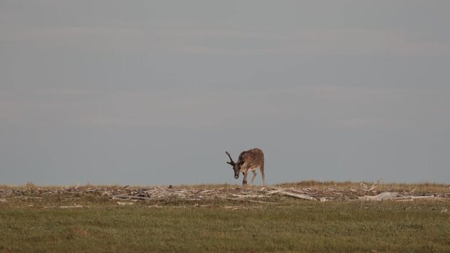 
Deer with beautiful horns stands on the banks of the river. Yakutia