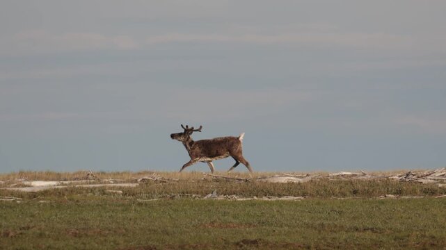 
Deer with beautiful horns stands on the banks of the river. Yakutia