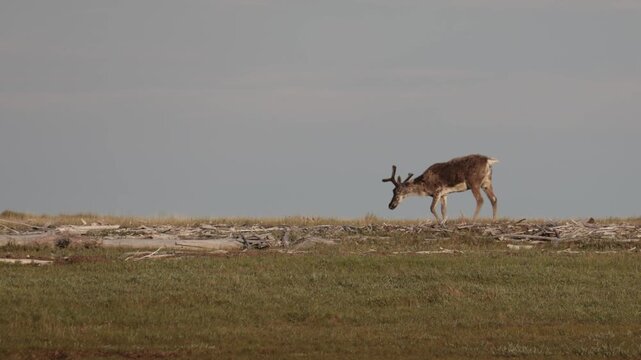 
Deer with beautiful horns stands on the banks of the river. Yakutia