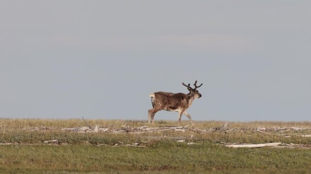 
Deer with beautiful horns stands on the banks of the river. Yakutia