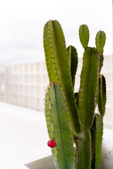 cactus in the garden © Tamba Budiarsana