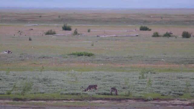 
Deer with beautiful horns stands on the banks of the river. Yakutia