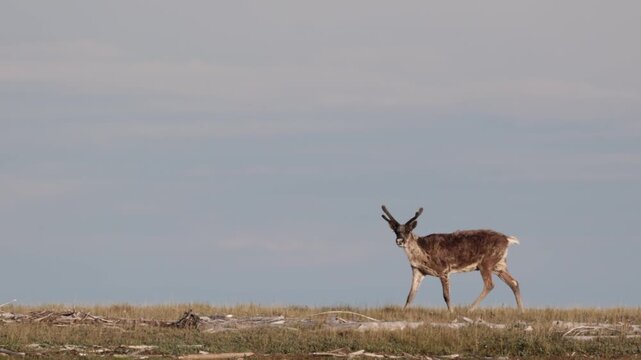 
Deer with beautiful horns stands on the banks of the river. Yakutia