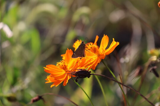 A skipper butterfly resting on a yellow cosmos