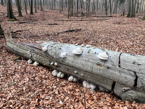Segiet Reserve near Bytom in Silesia, Poland. An old deciduous forest&mdash;predominantly beech&mdash;in March, before the start of the growing season. Tree trunks and fallen, withered leaves cover the ground