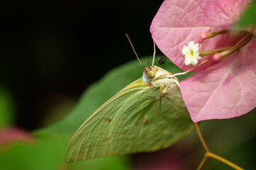 High-definition photo of the Common Emigrant butterfly (Catopsilia pomona) showing its eyes and curled proboscis © Yf