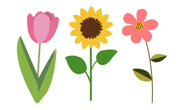 Flower vector set. tulip, sunflower, aster