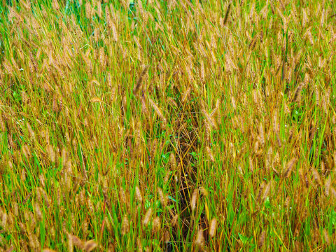 Vibrant field of wild golden foxtail grass and green blades glowing under bright daytime sunlight. 