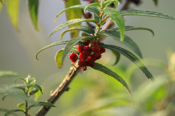 A close-up of red berries offers such a great contrast between the vibrant fruit with it leaves. © Yuli