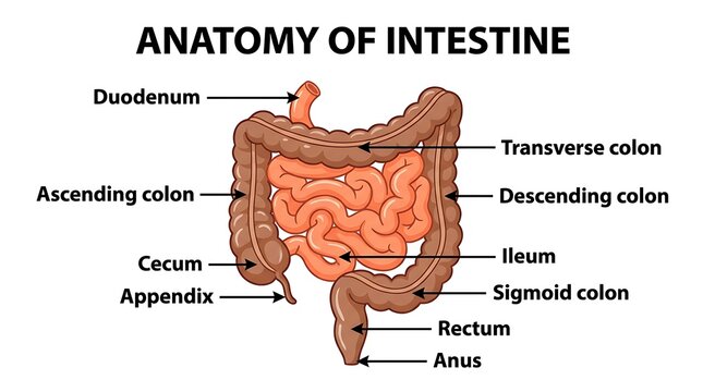 Detailed anatomy of the human intestine with specific labels for different colon sections digestive system large small gastrointestinal tract diagram
