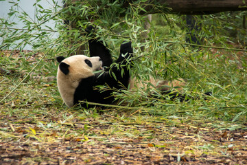 panda bear © darksideofpink