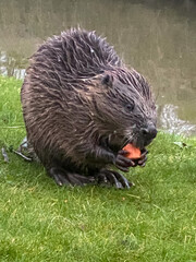 beaver © darksideofpink