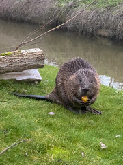 beaver © darksideofpink