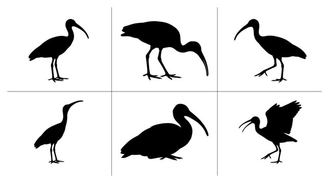 Ibis silhouettes set with birds in various poses for wildlife or nature themes