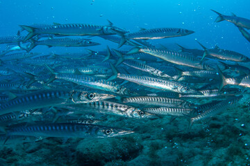 Yellowmouth Barracuda School Showing Sleek Silver Bodies and Natural Swimming Behaviour © Krzysztof Bargiel