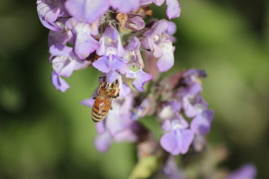 A honeybee pollinates purple lavender flowers while clinging