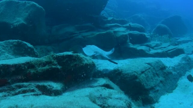 Common Stingray Swimming Over a Rocky Reef in Clear Blue Waters of Tenerife