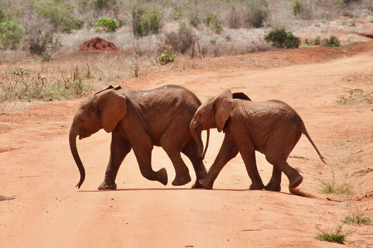 Elephant at Tsavo East game reserve, Kenya