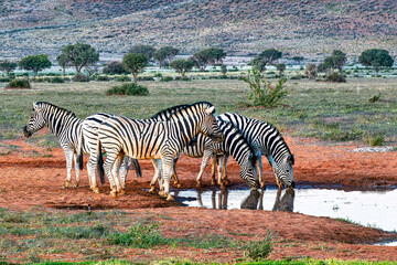 Zebras am Wasserloch © Dietmar