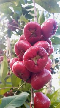 4K Close Up of Red Wax Apple Fruit on Tree Branch Tropical Rose Apple in Natural Sunlight