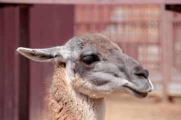 Fototapeta premium A close-up of a domestic llama's head with long ears