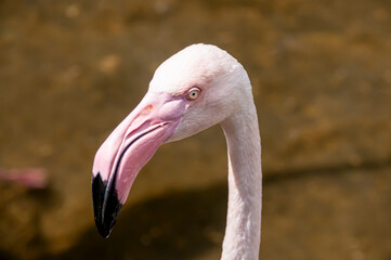 A close-up portrait of a pink flamingo with a curved black and pink beak © Beliakina Ekaterina