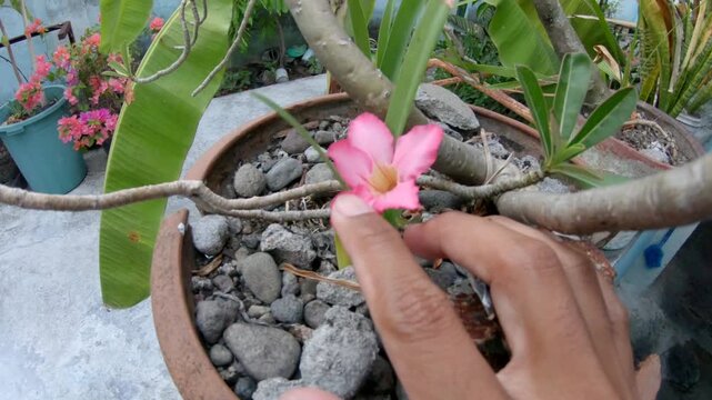 Blooming Pink Adenium Desert Rose Flower
