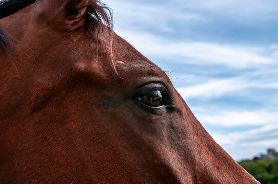 Close-up of a bay horse's eye against the sky