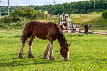 Kamenka village, Zadonsky district, Lipetsk region, Russia, July 12, 2026: A bay horse grazing in Kudykina Gora Park © Beliakina Ekaterina